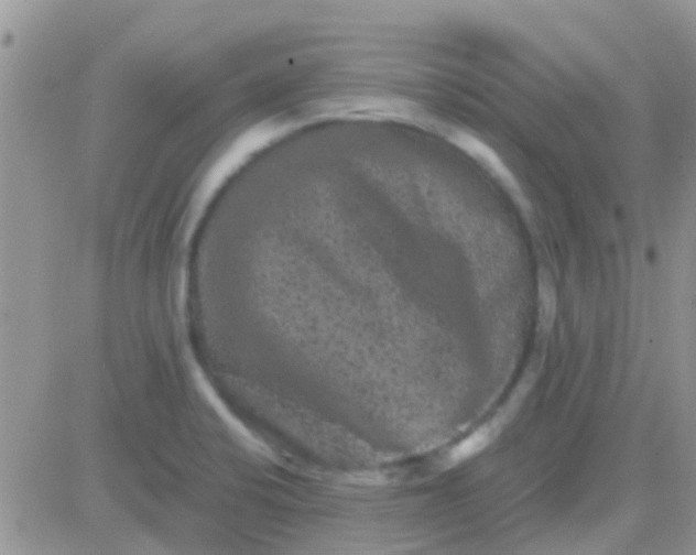 X0000081391424200701252053