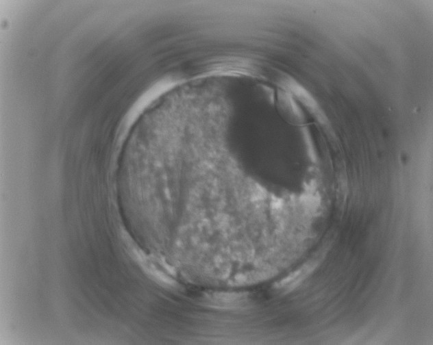 X0000081391427200701252053