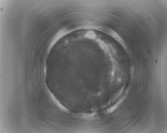 X0000081391428200701252053