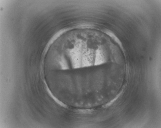 X0000081391429200701252053