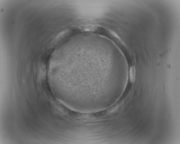 X0000081391443200701252052