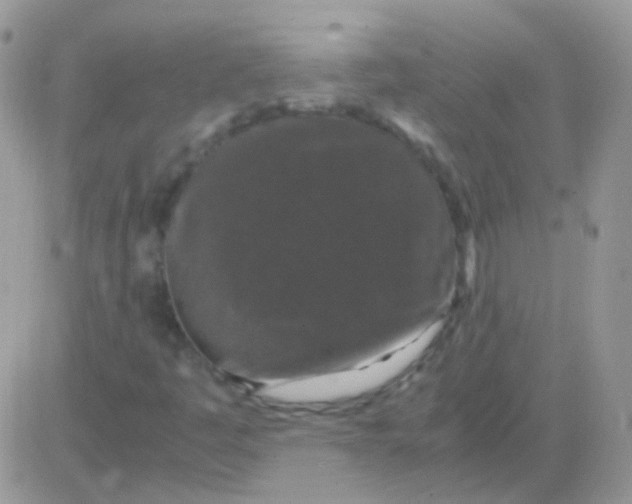 X0000081391445200701252052