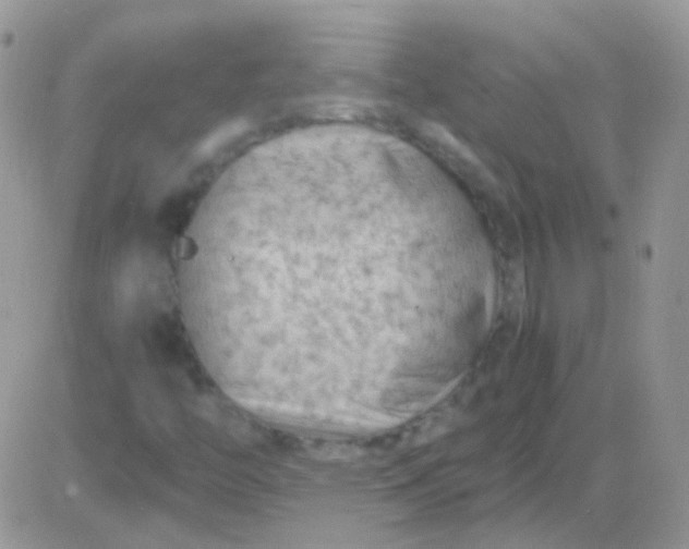 X0000081391446200701252052