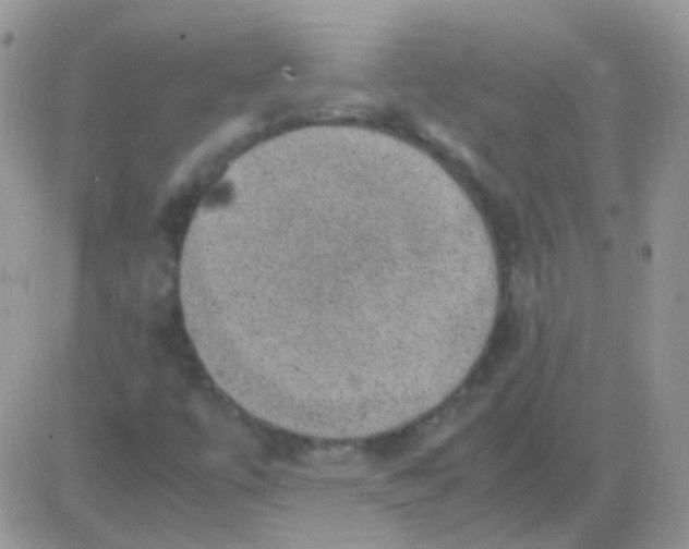 X0000081391447200701252052