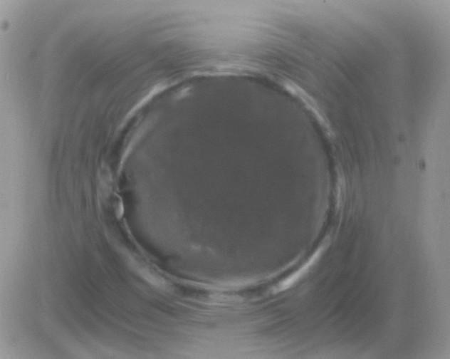 X0000081391449200701252052