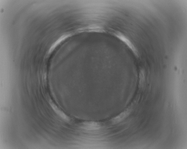 X0000081391450200701252052