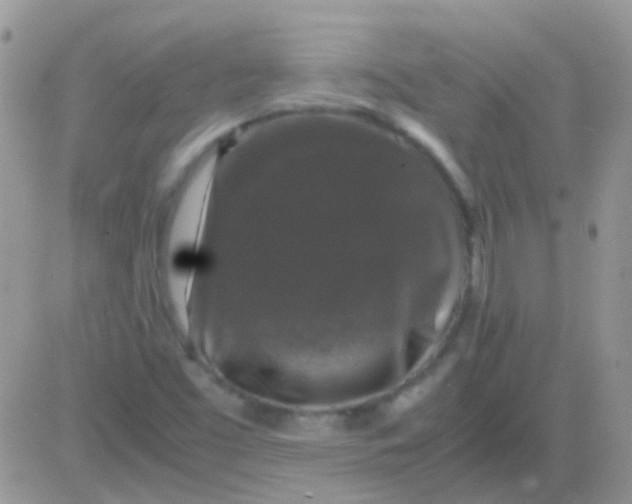 X0000081391453200701252052