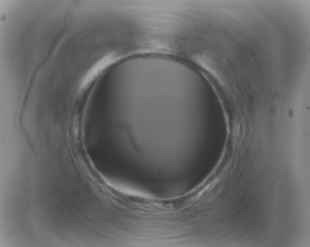 X0000081391455200701252052