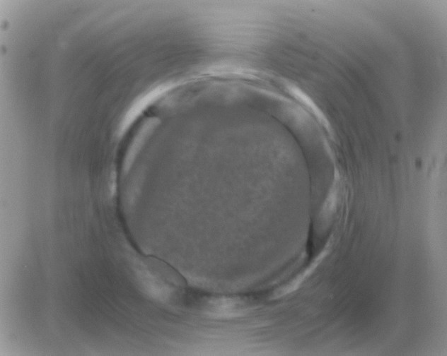 X0000081391461200701252052