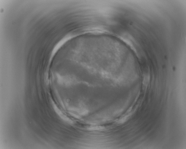 X0000081391466200701252052