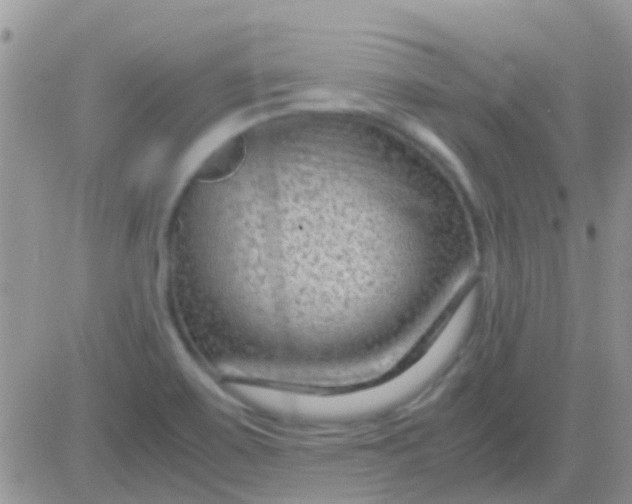 X0000081391467200701252052