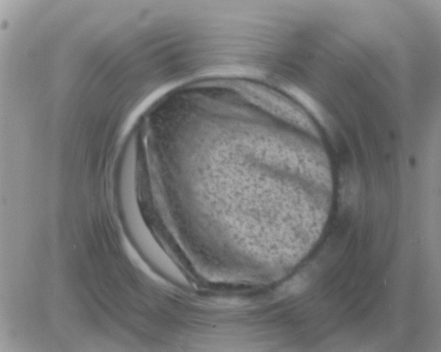 X0000081391468200701252052