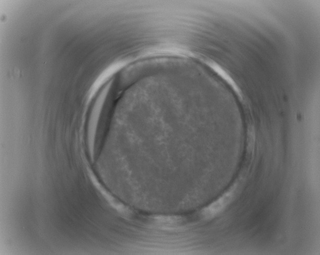 X0000081391469200701252052