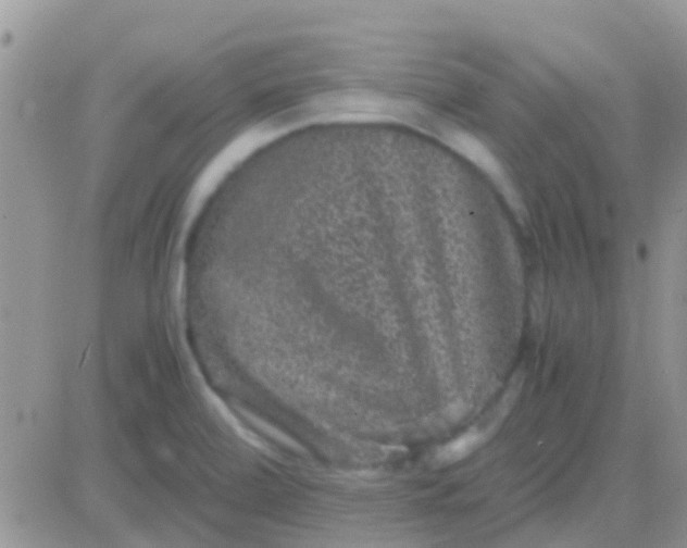 X0000081391472200701252052