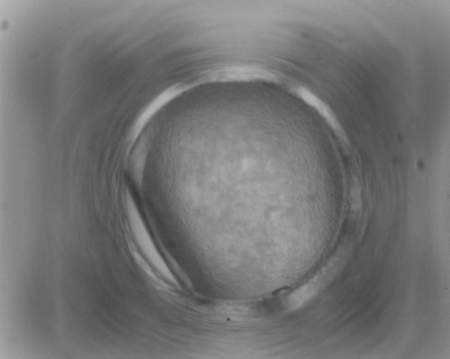 X0000081391473200701252052