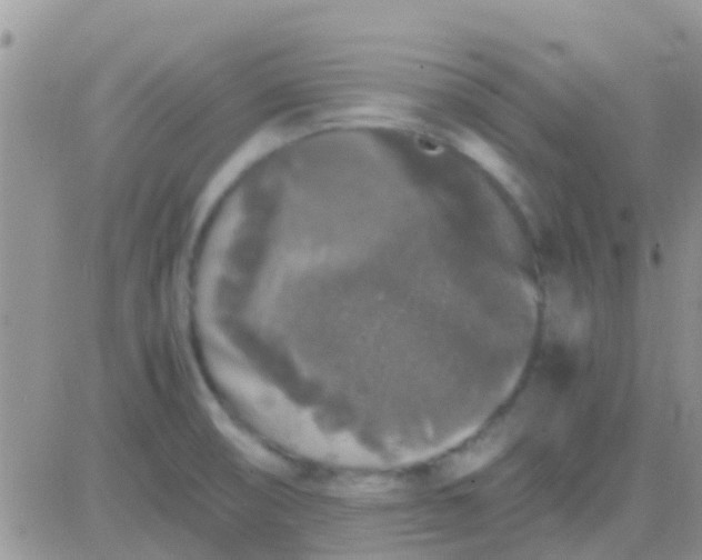 X0000081391474200701252052