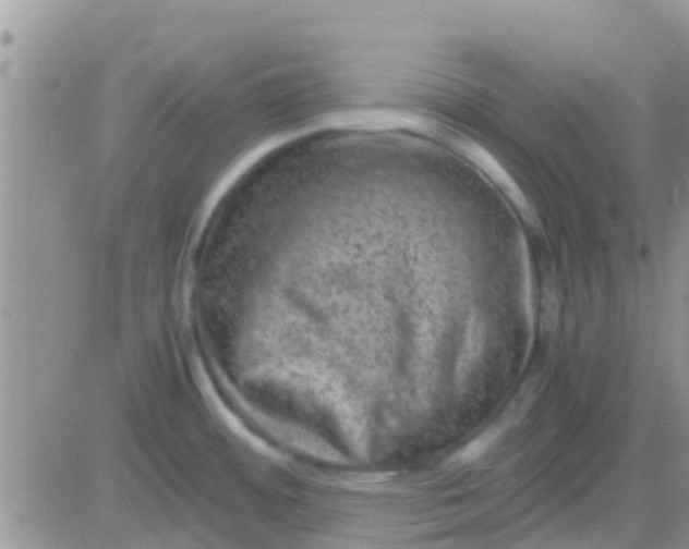 X0000081391484200701252052