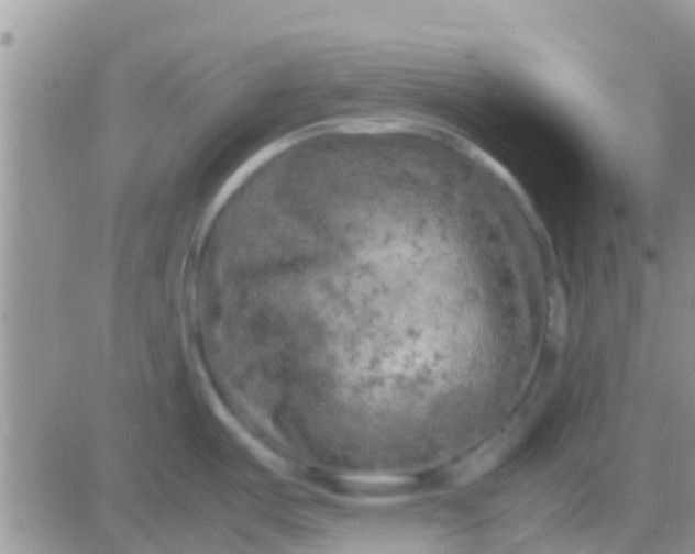 X0000081391487200701252051