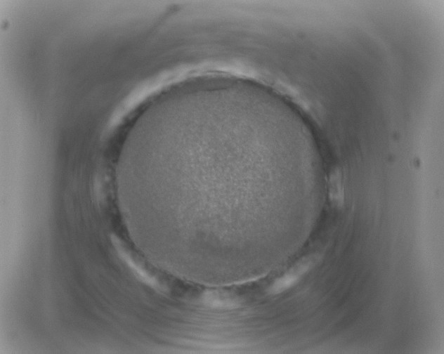 X0000081391496200701252051