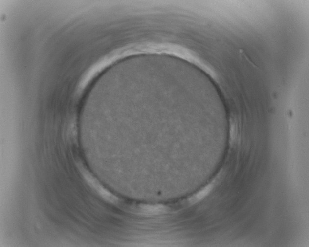 X0000081391498200701252051