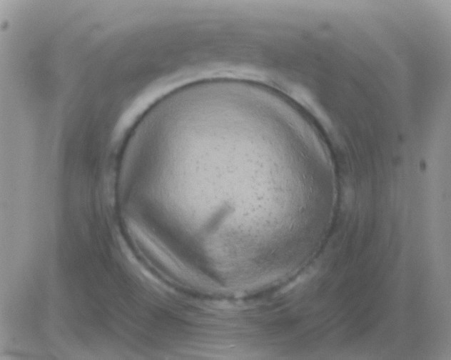 X0000081391504200701252051