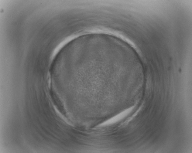 X0000081391509200701252051