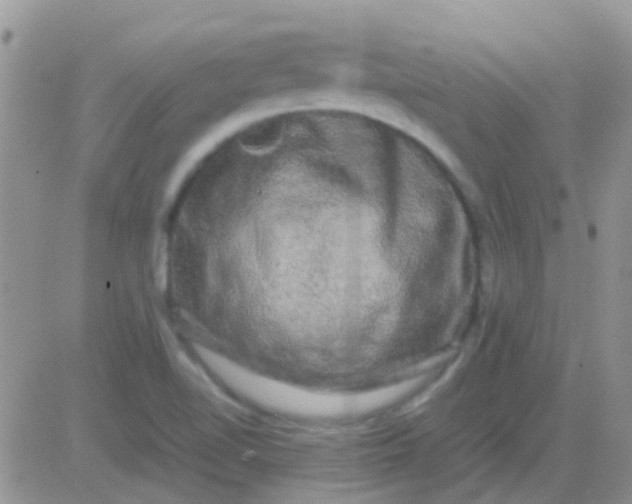 X0000081391510200701252051