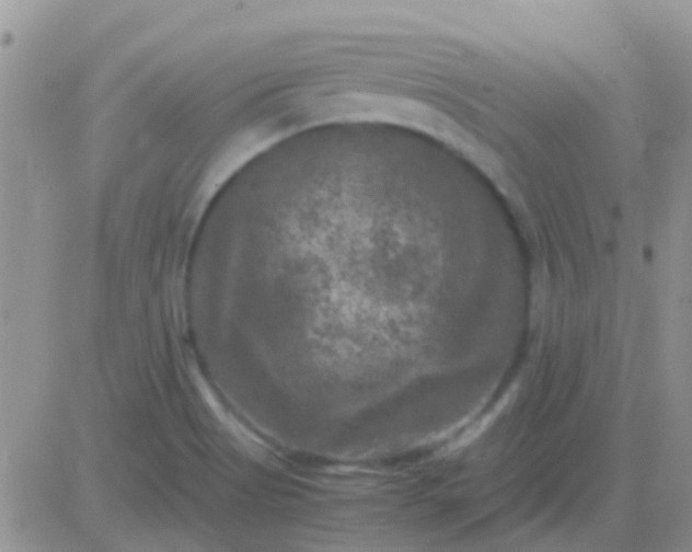 X0000081391513200701252051