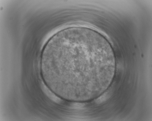 X0000081391514200701252051