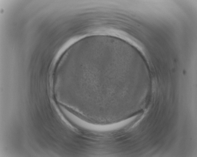 X0000081391517200701252051