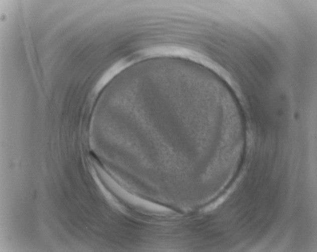 X0000081391521200701252051