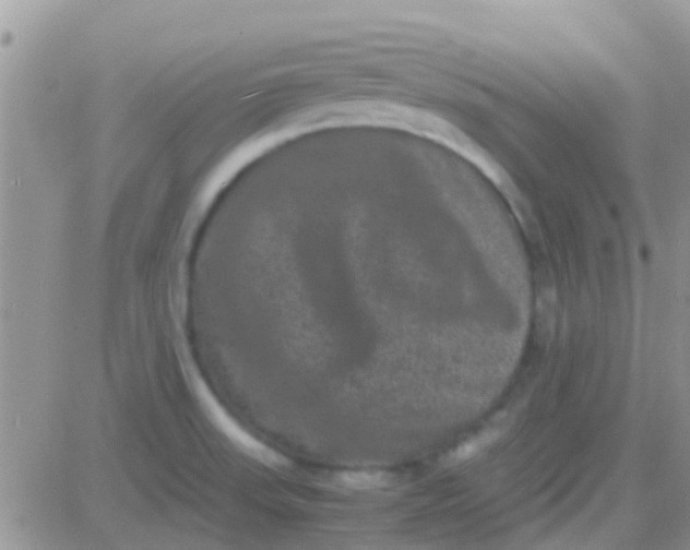 X0000081391523200701252051