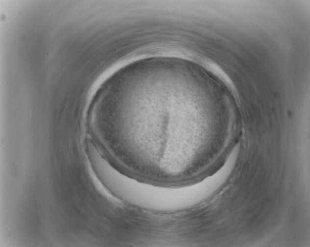 X0000081391528200701252051