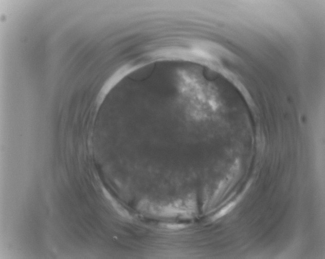 X0000081391529200701252051