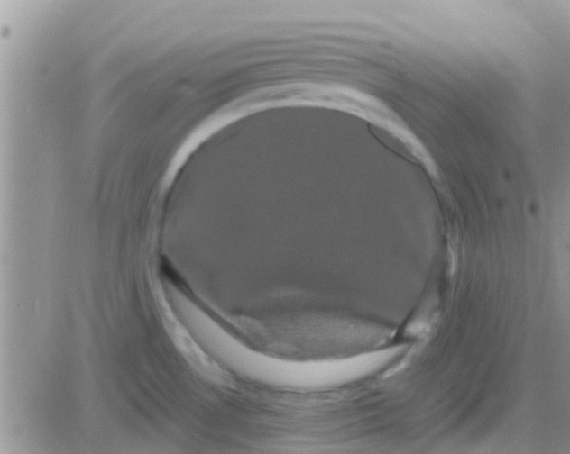 X0000081391530200701252051