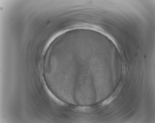 X0000081391531200701252051