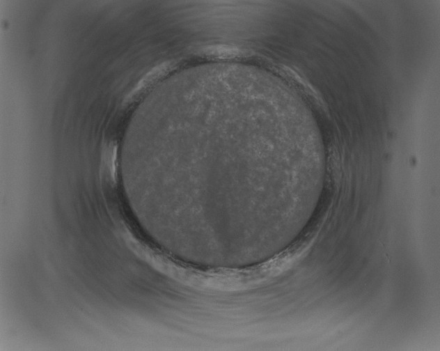 X0000081390024200702020307