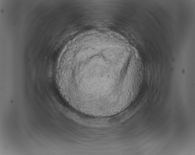 X0000081390032200702020306