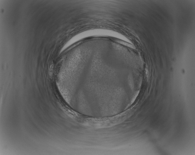 X0000081390033200702020306