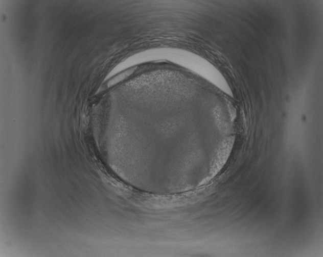 X0000081390037200702020306