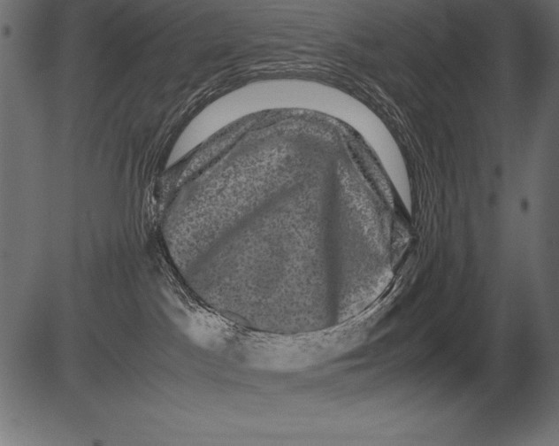 X0000081390045200702020306