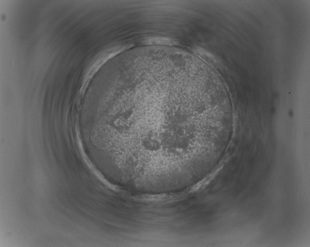 X0000081390049200702020305