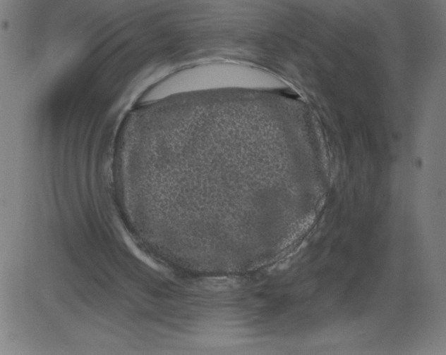 X0000081390050200702020305