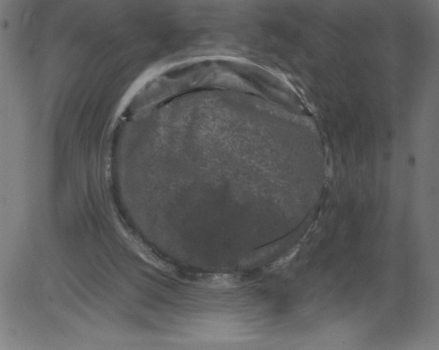 X0000081390056200702020305