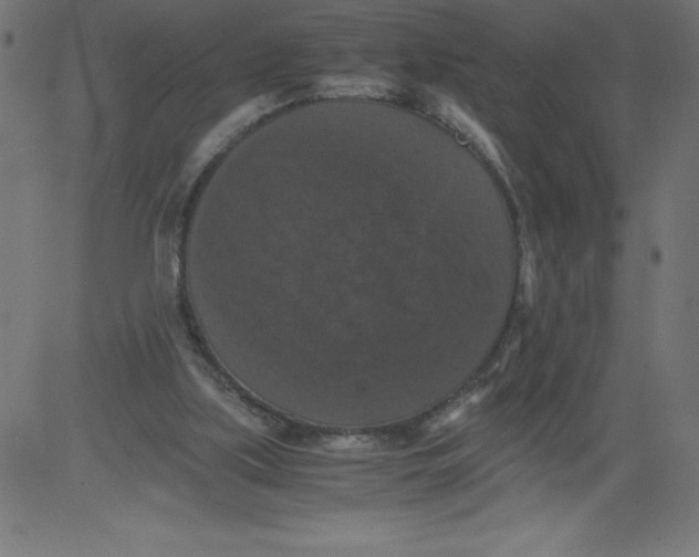 X0000081390059200702020306