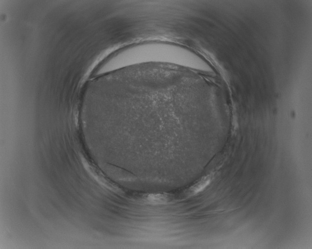 X0000081390060200702020306