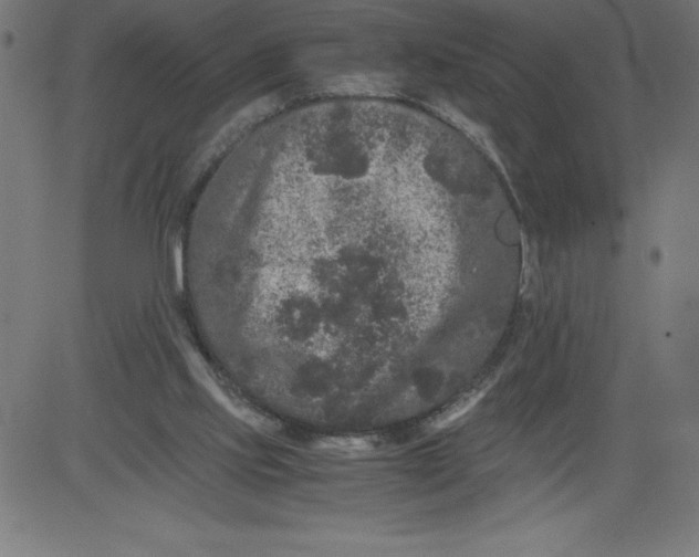 X0000081390061200702020306