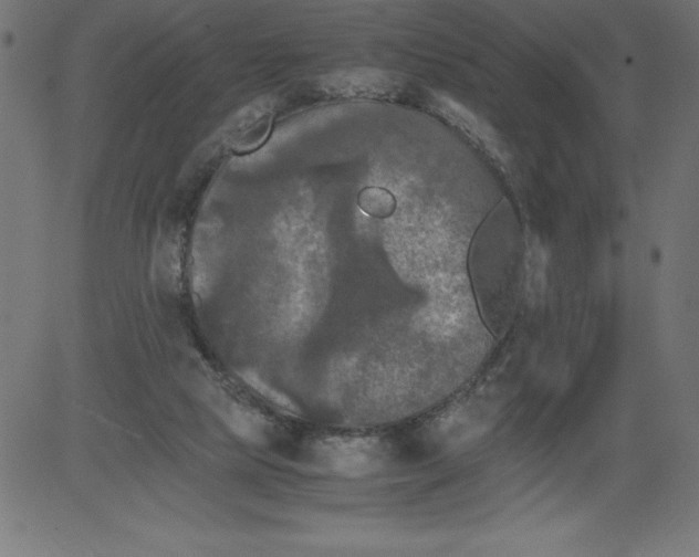 X0000081390065200702020306