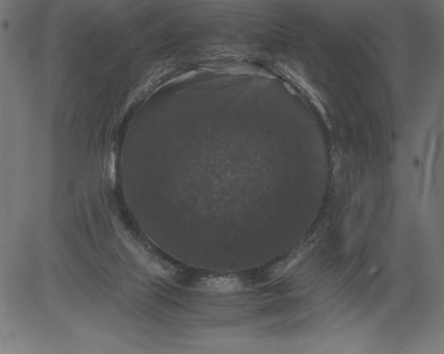 X0000081390067200702020306