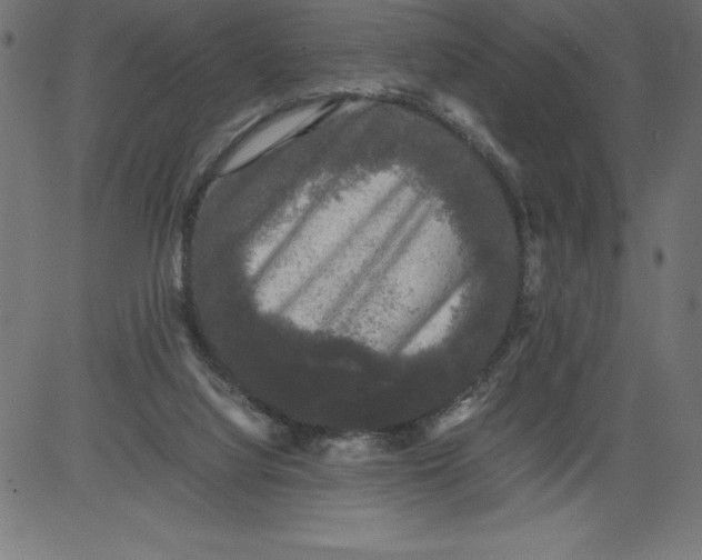 X0000081390068200702020306